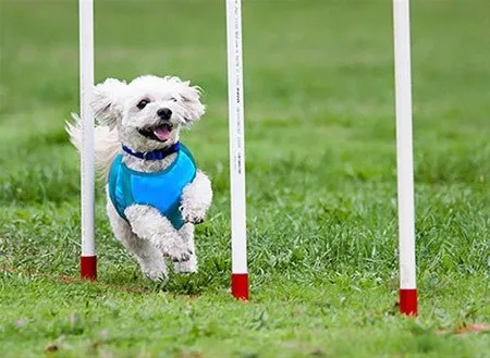 Canine Equipment Ultimate Cooling Coat SALE
